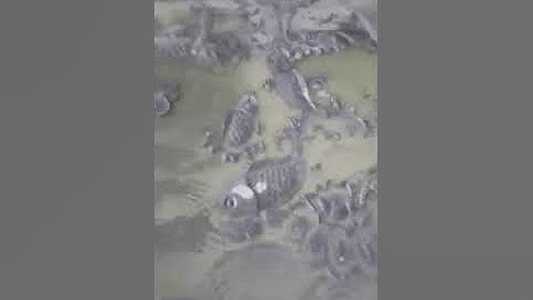 MÁY CNC ĐỤC ĐÁ KHỦNG NHẤT ĐỤC CÁ CHÉP HÓA RỒNG NÉT NHẤT.