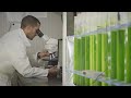 How microalgae can treat wastewater and turn it into a valuable resource