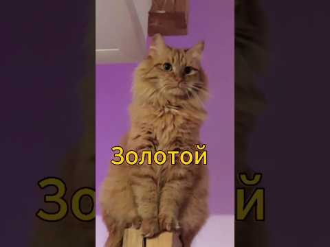 Скучаем по нашему золотому.😥😢😭 #золотой #кот #животные