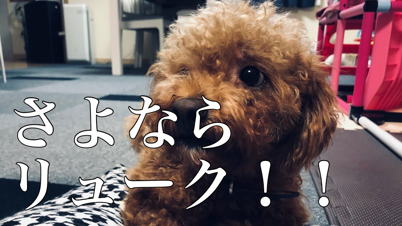 保護犬 もふもふリューク最後の日 引き取り トイプードル トリミング 飼う Youtube 保護犬 もふもふリューク最後の日 引き取り トイプードル トリミング 飼う Youtube