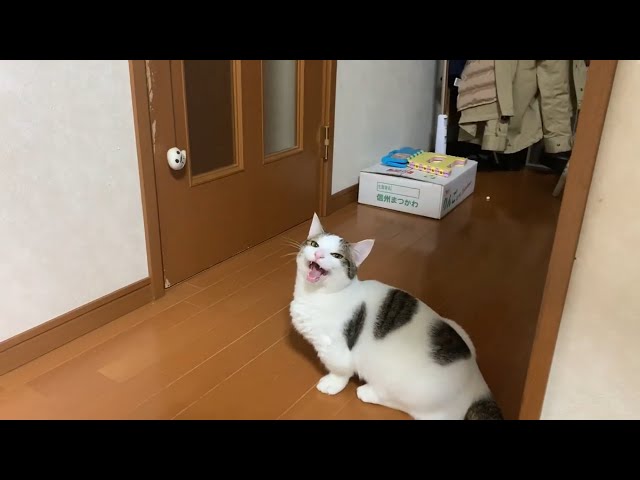 くどいオヤジにイラつく猫