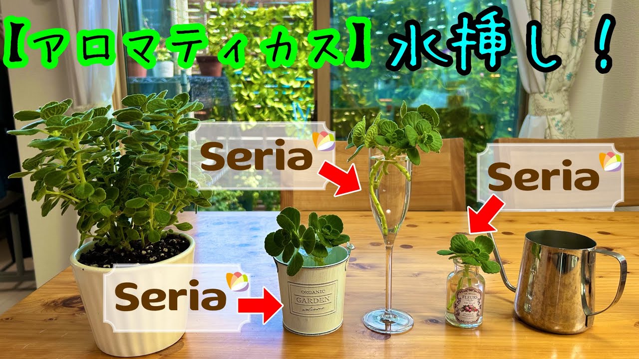 【100均アイテムでオシャレ！】アロマティカスの水挿しを、100均の器で仕立てましょう！