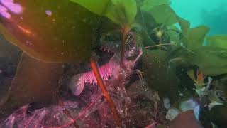 Santa Barbara Sea Caves -2 years on the seabed