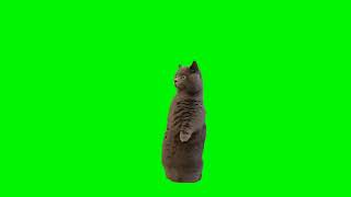Gray Cat Standing Up Meme (Green Screen)