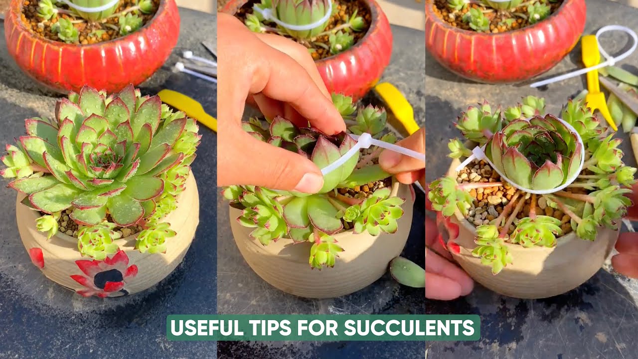 Easy Succulent Care For Beginners Like You! - YouTube