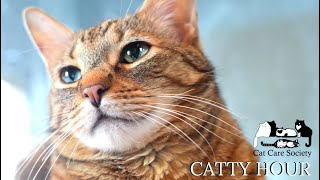 Catty Hour April 2021 by Cat Care Society 98 views 3 years ago 1 hour, 19 minutes