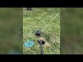Faux in ground sprinklers? And can you mow the lawn over them? | Rain Bird Patio, Lawn &amp; Garden Revi