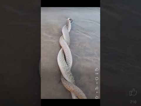 NYOKA WAKIFANYA MAPENZI NI AJABU SANA SNAKES HAVING SEX Nyoka Snakevideo Snakesex Nyokawaajabu 