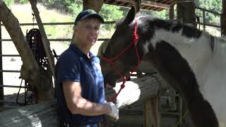 Napa CART Equine Safety and First Aid