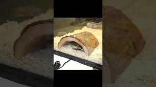 #lonche #willito #clips #streamer #kick #shorts #ytshorts #youtube #tiktok #viral #parati #yt
