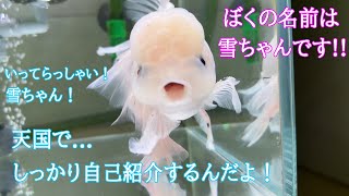 愛され金魚 最期の日間。最後まで笑わせてくれました。優しい奇跡を見せてくれました。