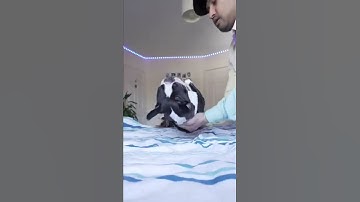 Cat Power 😱🔥। Cat oppp Sigma । Attitude Sigma Status । #shorts #status