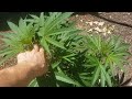 2024 outdoor cannabis garden tour  garden update 03  june 1