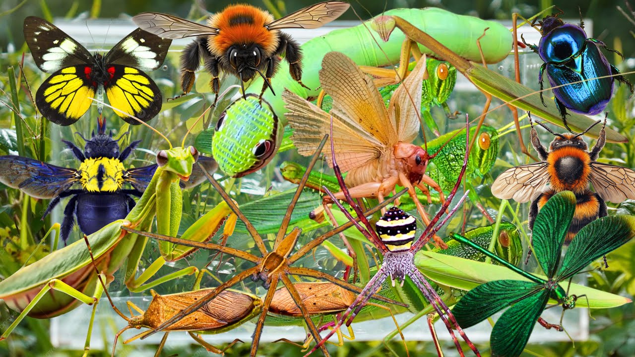 Full Streamside Bug Catching Adventure | Rare Caterpillars, Praying Mantises, Butterflies & More!