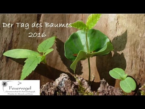 Feuervogel Genossenschaft -