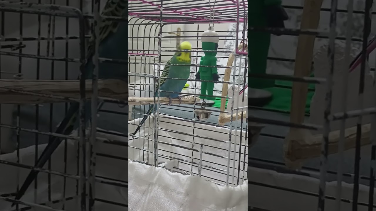 #birds #parrot #muhabbetkuşu #budgies #funny #love #birdsounds #birdslover
