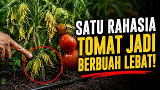 It's Easy to Grow Tomatoes If You Miss This One Little Secret