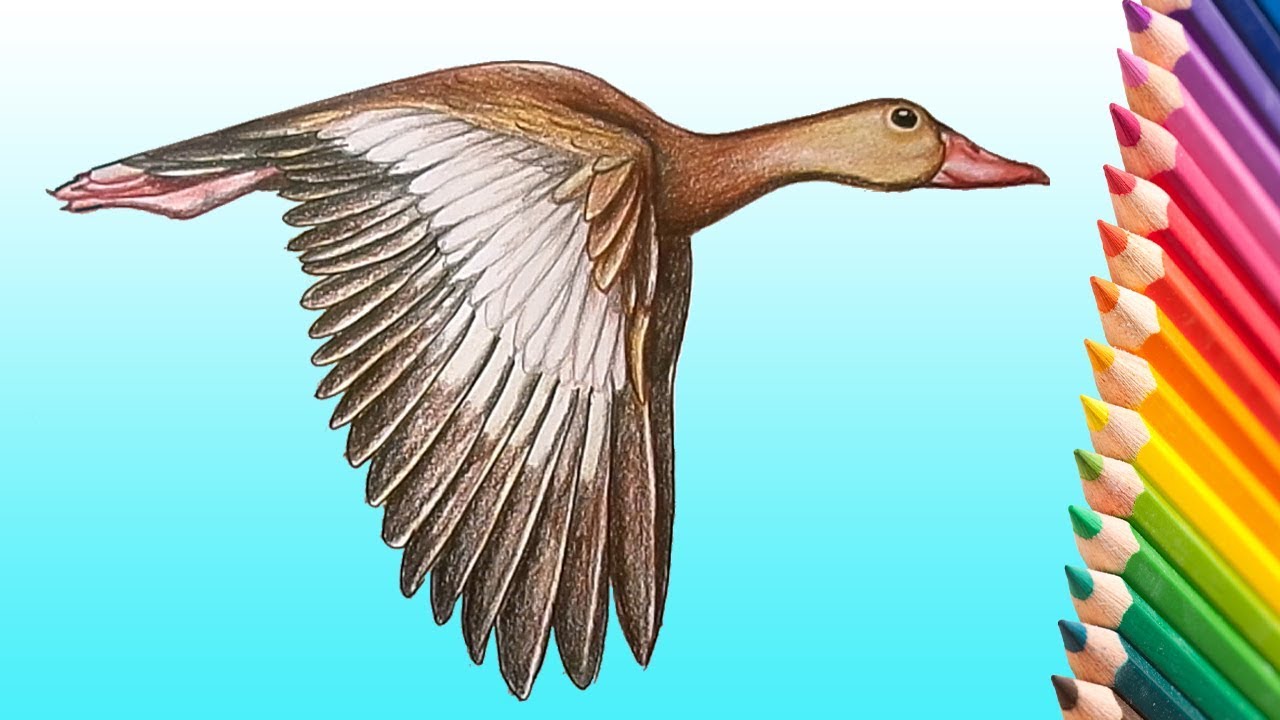 Learn How To Draw A Realistic Flying Duck Step By Step How To Draw Birds