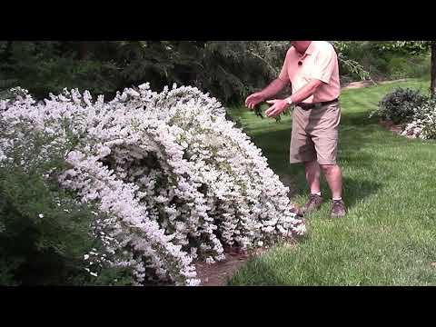 वीडियो: Deutzia क्या है - बगीचे में Deutzia के पौधे कैसे उगाएं