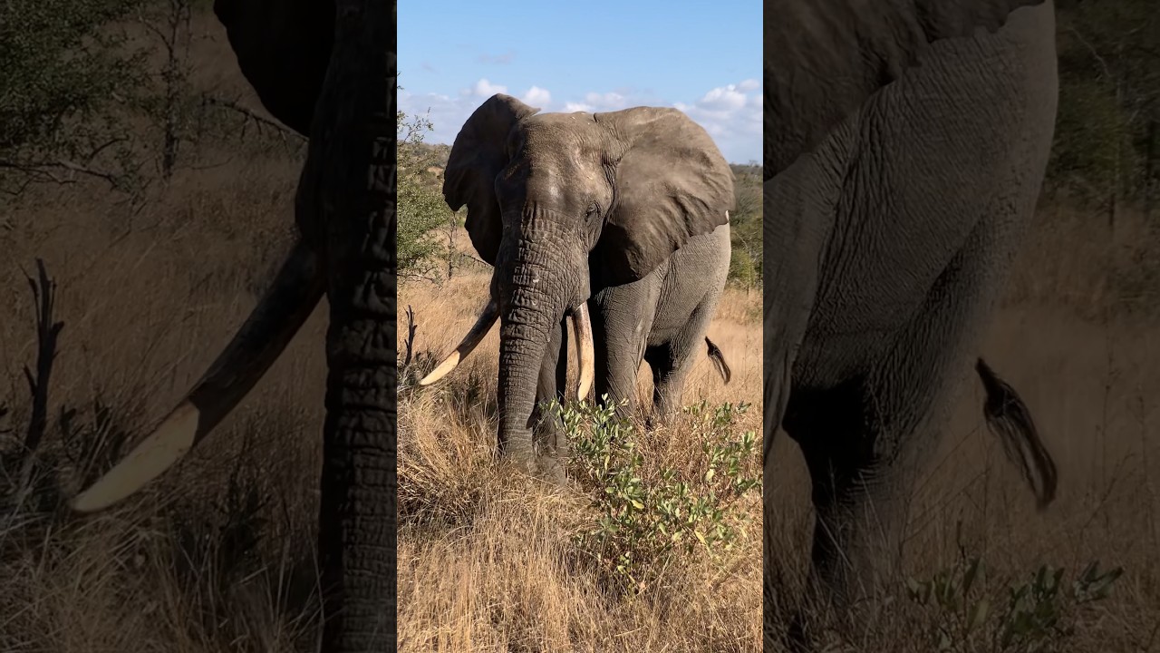 #Elephants
