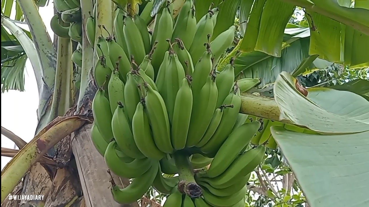 Эпизод 689 Банановый шарф