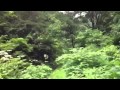 小栗山林道を下る