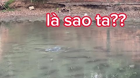 câu cá lóc | đã quá trễ | rong chơi miền tây #fishing #lurecaloc #sonrau