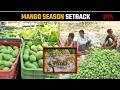 Nepal's curbs on Indian mango imports spark price crash fears among UP growers