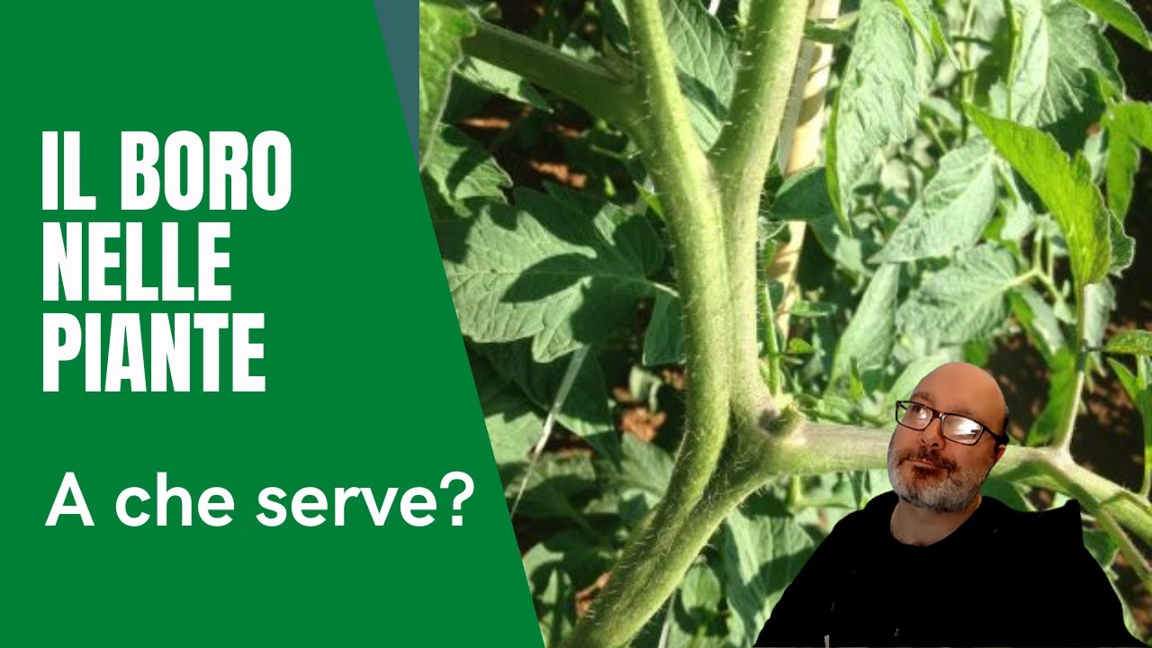 Il Boro nelle piante: a cosa serve e come riconoscere la carenza