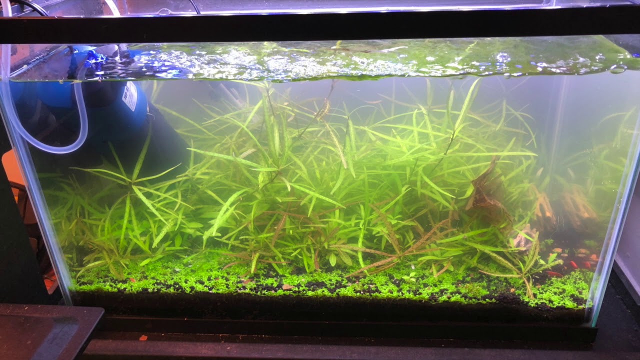 How to get rid of Green water algae. YouTube