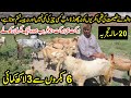 Beetal Goat Farming | Sialkot Goat Farming | 3 lac Earning From 6 Male Goats | Goat Farming Tips