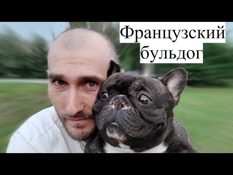 Французский бульдог. Вся правда о породе на основе личного опыта!!!