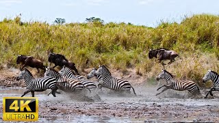 4K African Wildlife: The Super Beautiful Moment of Hwange National Park With Real Sounds in 4K Video by Relaxation Animals of Africa 4k 517 views 5 months ago 10 hours, 34 minutes