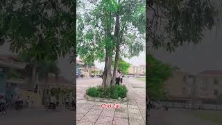 chờ zai