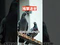 「撃退音を流した瞬間…ハトの反応が予想外すぎた。」