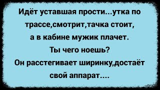 Как Дальнобойщик расплакался из-за своего хозяйства. Сборник свежих анекдотов. Юмор.
