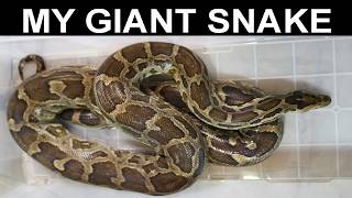 Sri Lankan Python Update: October 2, 2026