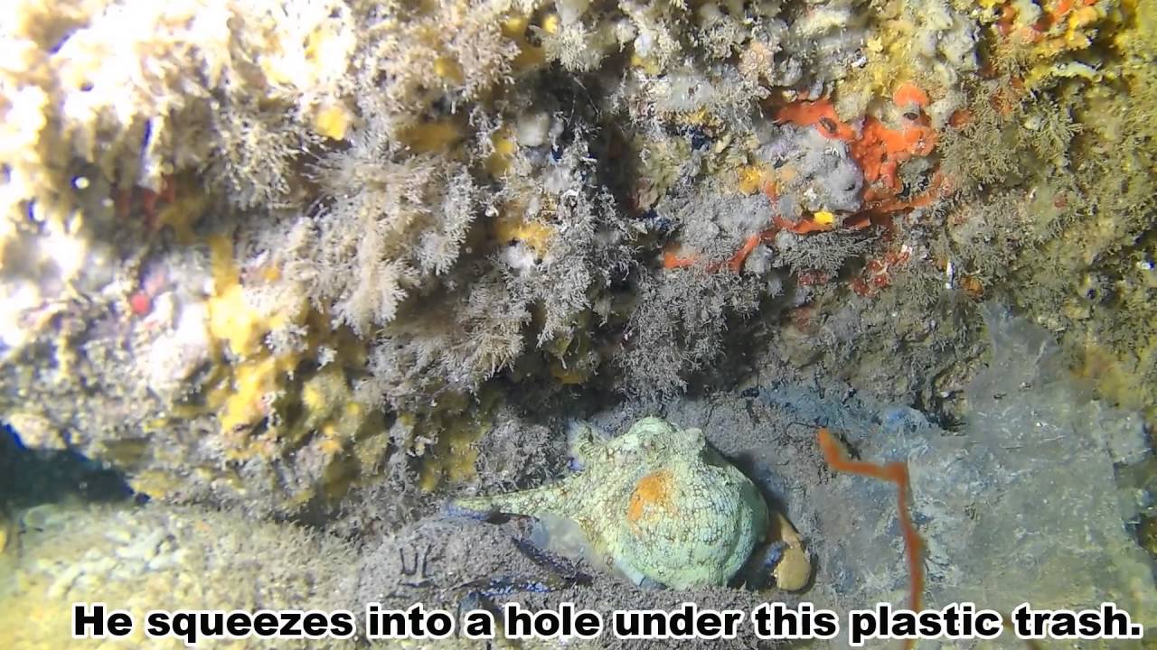 Beach Dive Valentine House of Refuge wreck YouTube