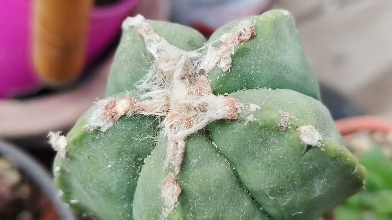 Colección de cactus astrophytum y sus híbridos!!