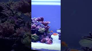 Looking For Clear Water And Less Cyano? Httpsreefsite.comextreme-Water-Clarity-Made-Easy