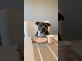 Can’t argue with dog math 🤭 #dogs #pethumor #funnydog #bullybreed #doghumor Dog life, dog humor,