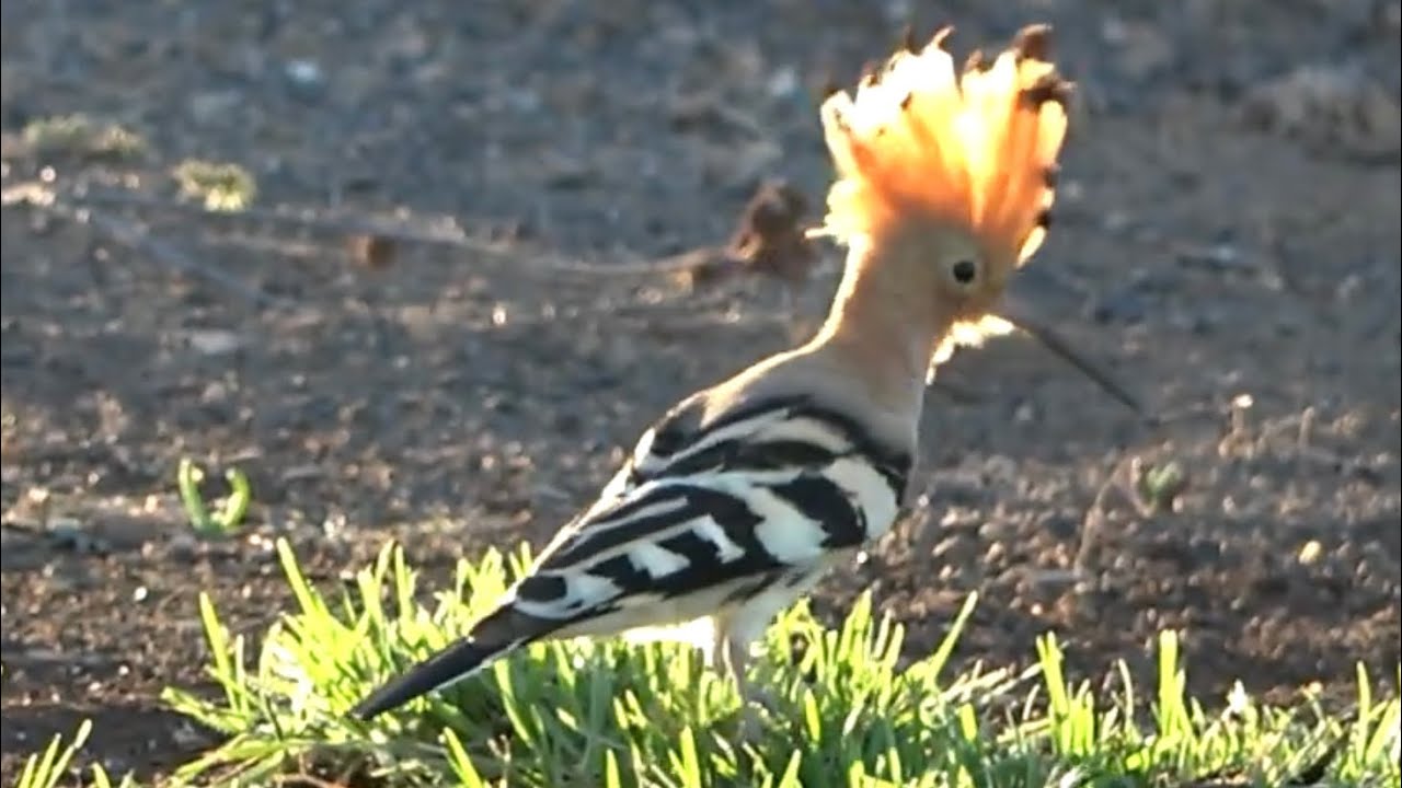Eurasian Hoopoe Birds of Lanzarote YouTube