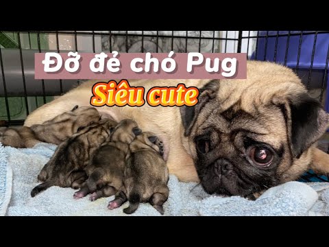 ĐỠ ĐẺ CHÓ PUG CON của Rambo và Cam | Chó con siêu cute | Trại Chó Bình ...