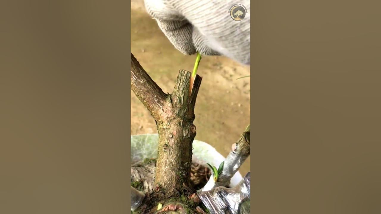 Bonsai Grafting How to graft Podocarpus bonsai YouTube