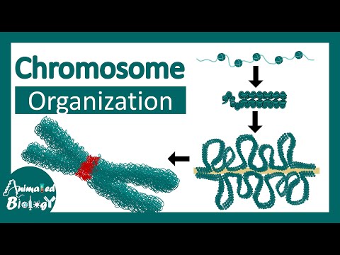 Video: Hvad ruller kromosomerne op til kromatin?