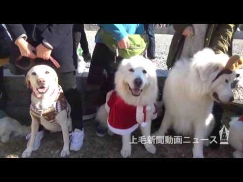 サンタの姿で街中練り歩く　愛犬と仮装パレード