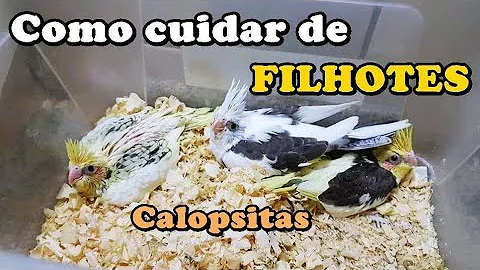 Como cuidar de um bebê calopsita?
