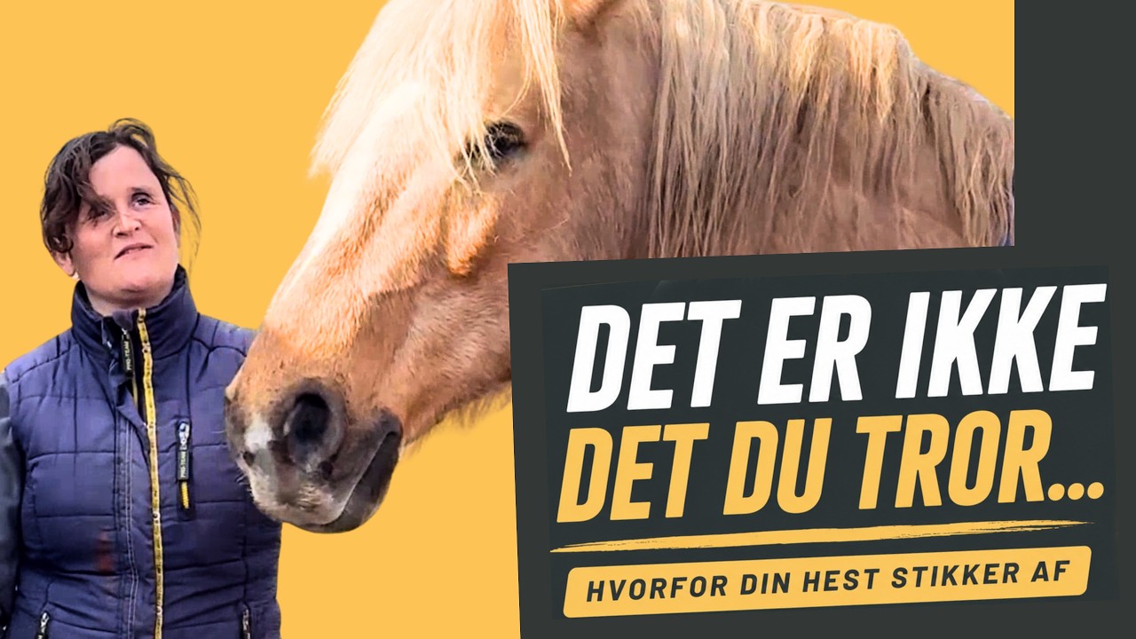 Thumbnail for video: Min hest stikker af – det er ikke det, du tror