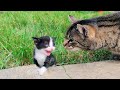 The New Kitten Meets The Cats Who Own The House