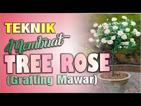 TEKNIK MEMBUAT TREE ROSE | GRAFTING MAWAR